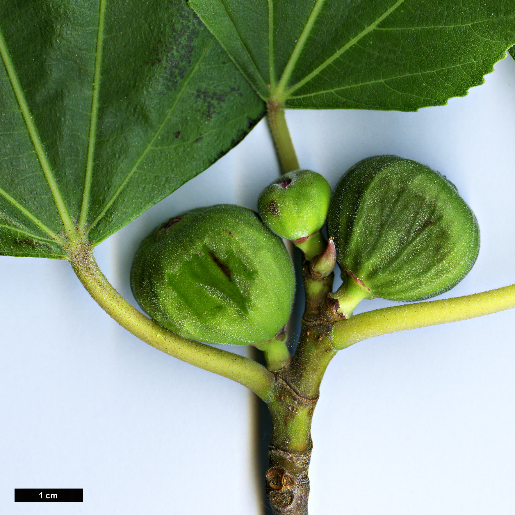 High resolution image: Family: Moraceae - Genus: Ficus - Taxon: pseudocarica